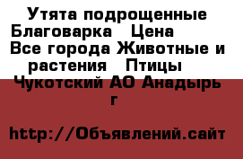 Утята подрощенные Благоварка › Цена ­ 100 - Все города Животные и растения » Птицы   . Чукотский АО,Анадырь г.